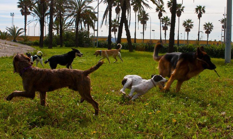 Inicia campaña nacional para vacunar perros y gatos contra la rabia - parqueperros