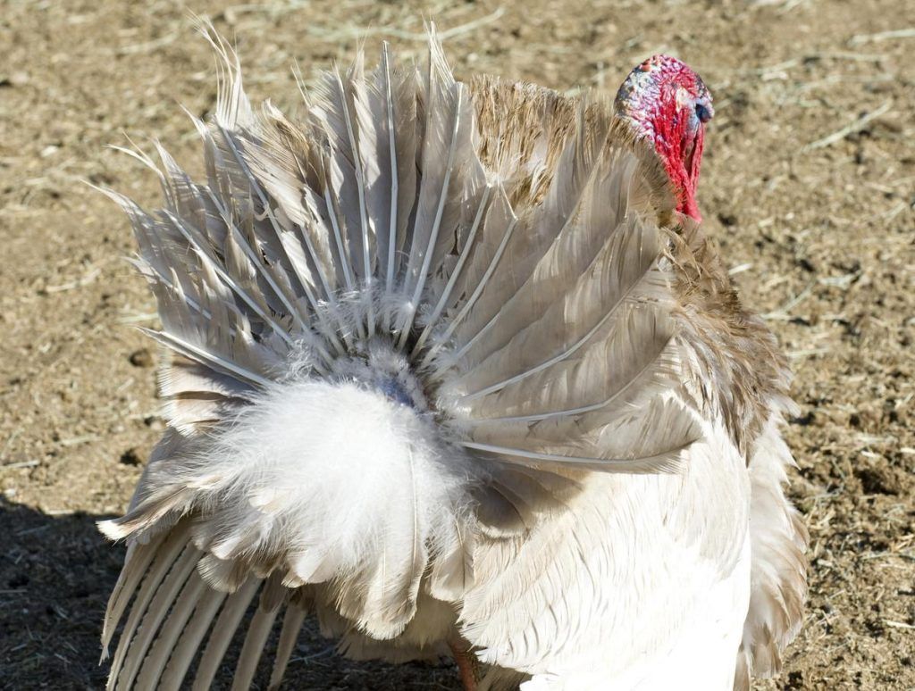Sentencian a universitarios por secuestrar a un pavo - pavo-3-1024x774
