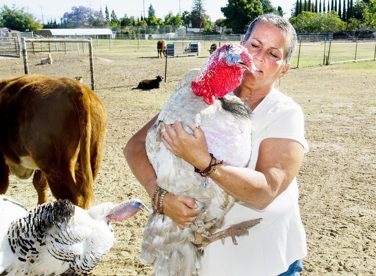 Sentencian a universitarios por secuestrar a un pavo