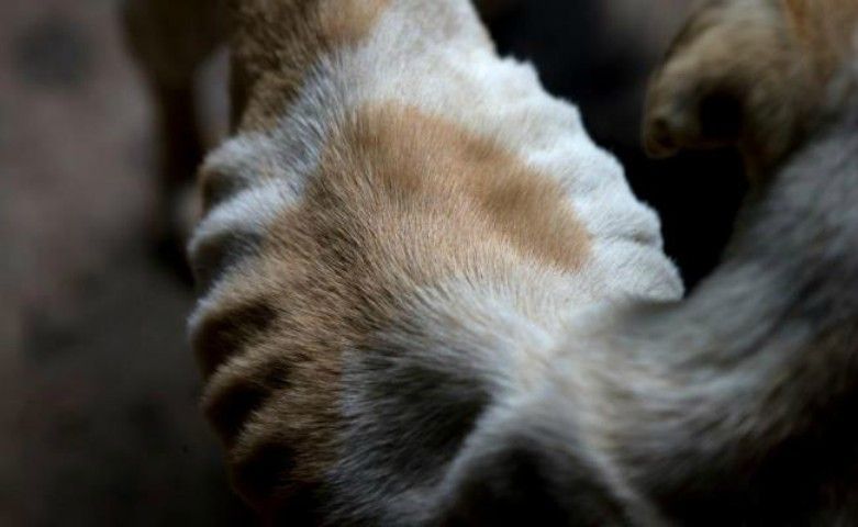 Mascotas también sufren la crisis en Venezuela