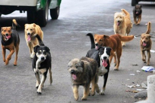 Mascotas también sufren la crisis en Venezuela - perritos-en-venezuela