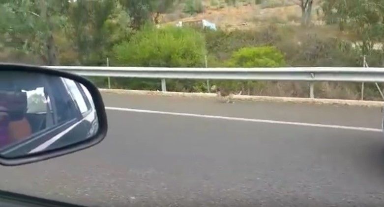 Perro persigue a sus dueños después de ser abandonado