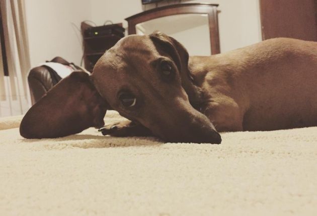 Los riesgos de la pirotecnia para las mascotas