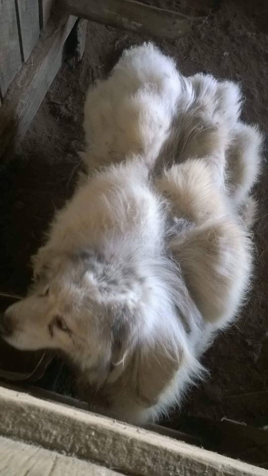 Perro pierde 16 kilos de pelo tras primer corte en 6 años - perro-pelo-1