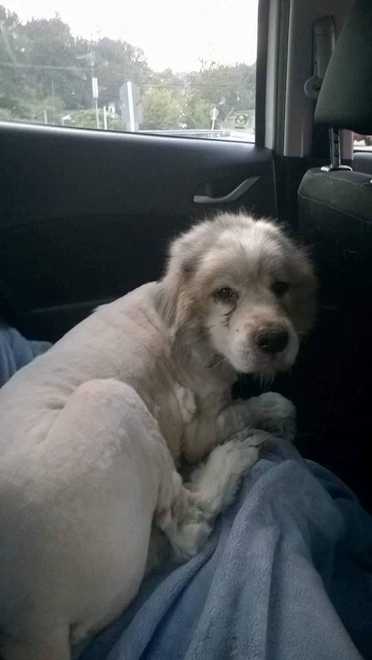 Perro pierde 16 kilos de pelo tras primer corte en 6 años - perro-pelo-2