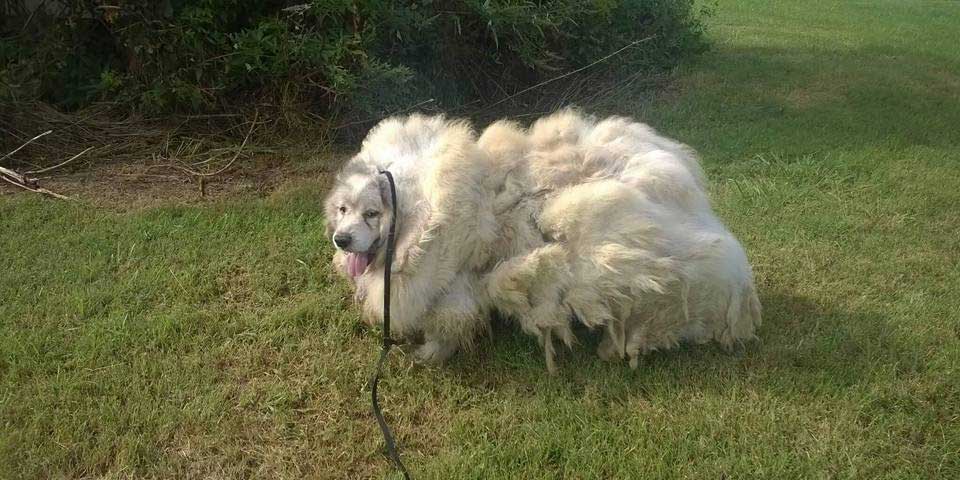 Perro pierde 16 kilos de pelo tras primer corte en 6 años