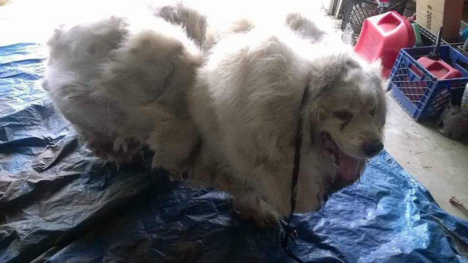 Perro pierde 16 kilos de pelo tras primer corte en 6 años - perro-pelo