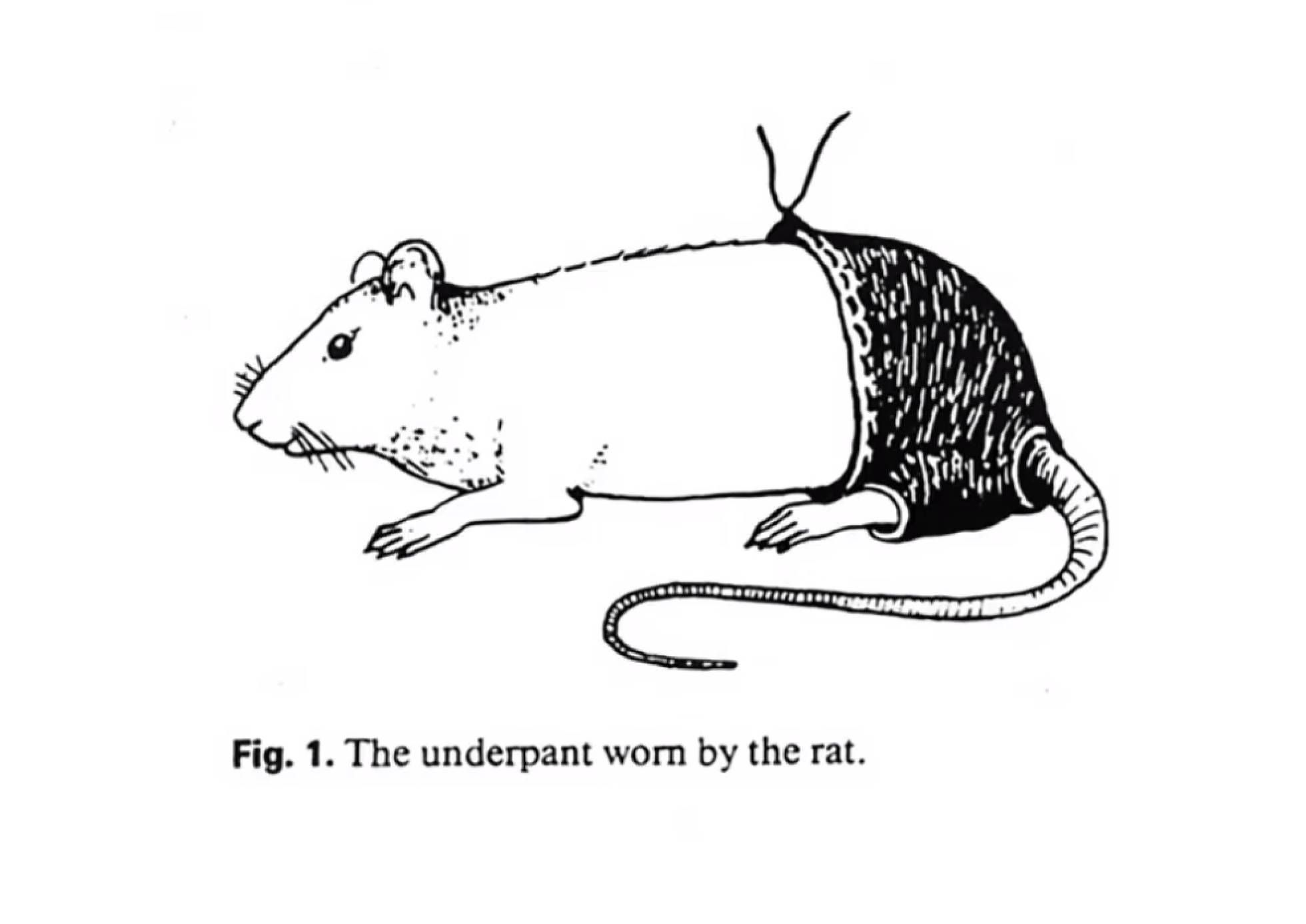 Las 10 investigaciones más absurdas según la parodia de los Nobel - rata-con-pantalones