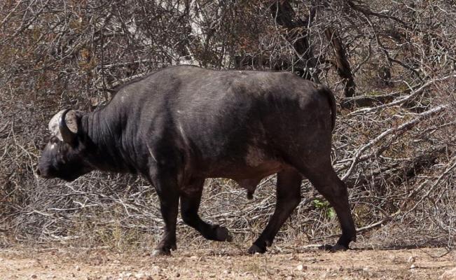 Sacrificarán animales por sequía en Sudáfrica