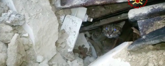 Video: rescate de dos gatos después del terremoto en Italia