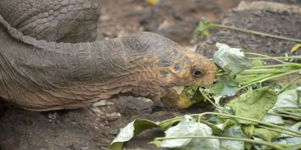 Una tortuga impide la extinción de su especie