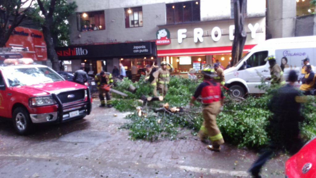 Lluvia provoca caída de árboles en Benito Juárez y Cuauhtémoc - tuit-arbol-juarez-1024x576