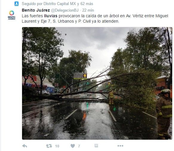 Lluvia provoca caída de árboles en Benito Juárez y Cuauhtémoc - tuit-arbol