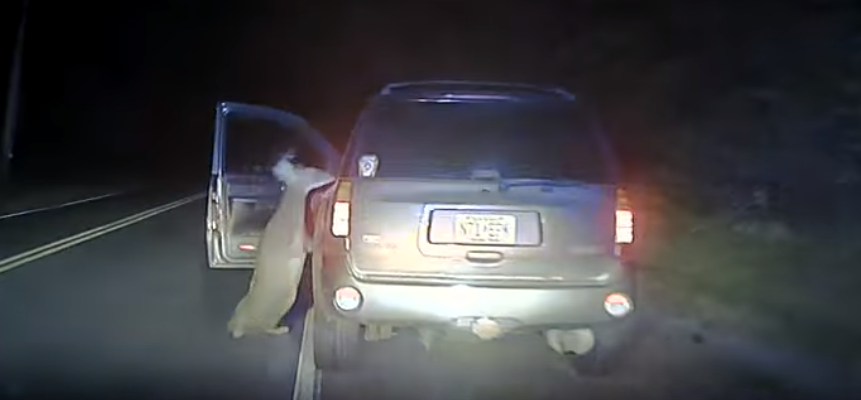 Video: venado intenta entrar a un vehículo tras ser atropellado - venado-1