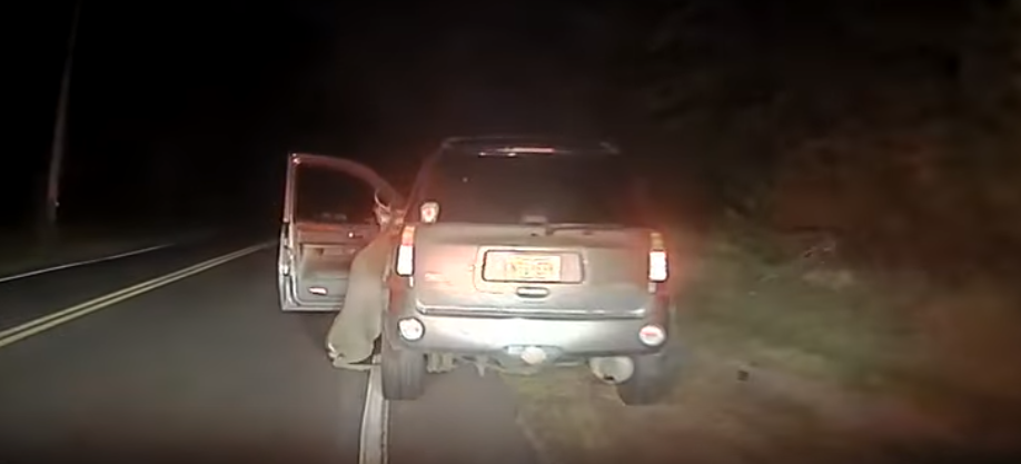 Video: venado intenta entrar a un vehículo tras ser atropellado