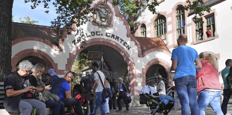 Recapturan a dos leones fugados de un zoológico alemán - zoologico