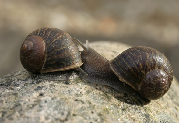 Científico busca pareja para su caracol zurdo - 14773053062371