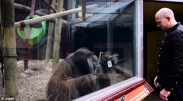 Video: orangután trata de replicar truco de magia