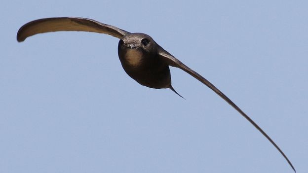 Investigadores encuentran ave que pasa 10 meses volando - 92169022_vencejo1