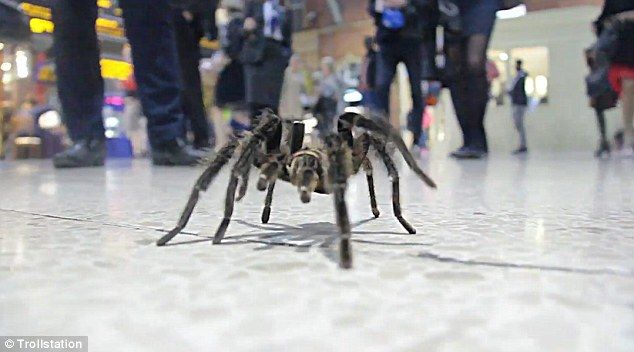 #Viral la broma con una tarántula que aterrorizó el metro de Londres