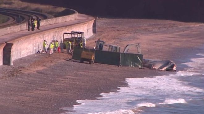 Utilizarán cadáver de ballena para hacer biocombustible