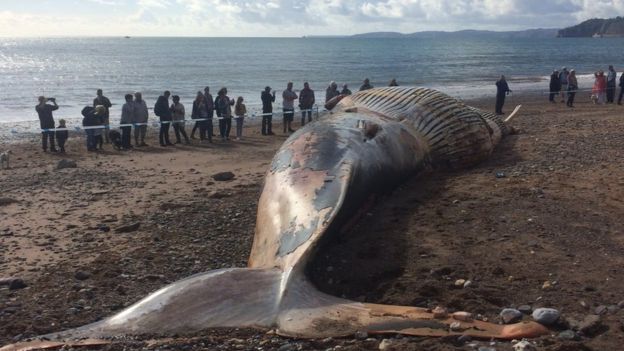 Utilizarán cadáver de ballena para hacer biocombustible - BALLENA