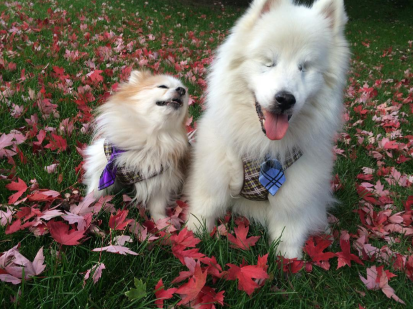 Video: perro ciego cuenta con su propio perro lazarillo - Captura-de-pantalla-2016-10-10-a-las-18.56.02