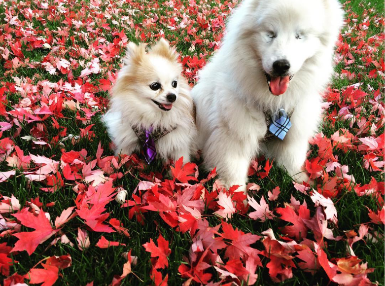 Video: perro ciego cuenta con su propio perro lazarillo - Captura-de-pantalla-2016-10-10-a-las-18.56.48