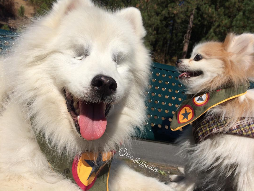 Video: perro ciego cuenta con su propio perro lazarillo - Captura-de-pantalla-2016-10-10-a-las-18.57.09