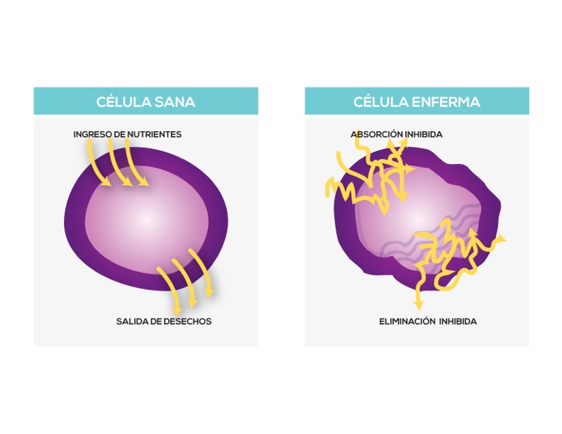 La ciencia de las terapias de calor infrarrojo lejano y la eliminación de toxinas - Grafica5