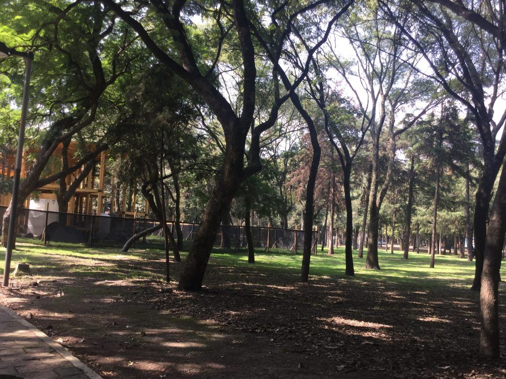 Tanya Müller admite que autorizó construcción en zona protegida del Bosque de Chapultepec - IMG_1087-1024x768