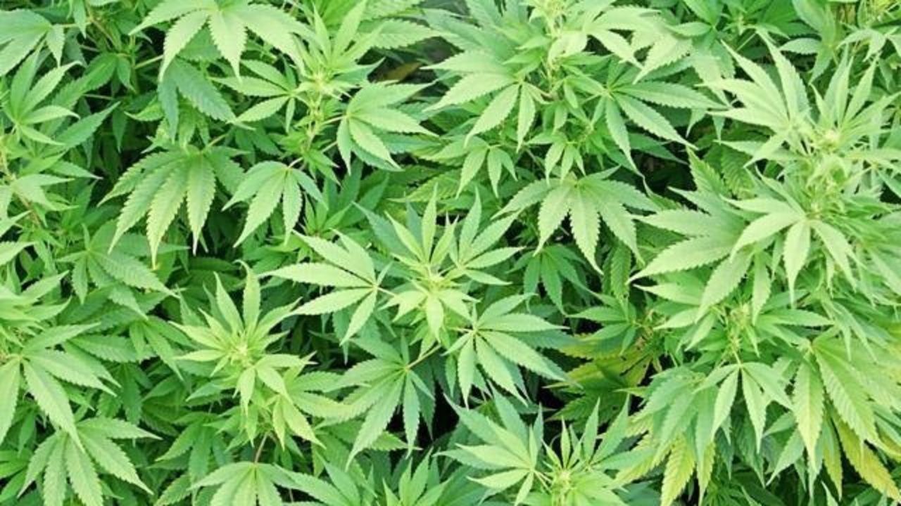 Decomisan en Nuevo León más de 3 toneladas de mariguana