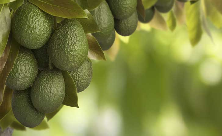 Aguacate alimento con mayor fluctuación de precio Aguacate alimento con mayor fluctuación de precio