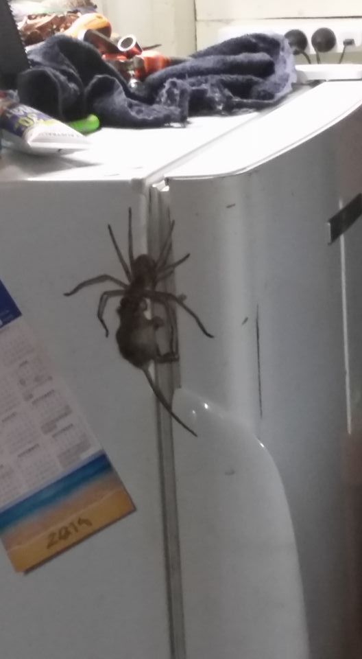 Video: araña gigante arrastrando a un ratón - araña-gigante-2