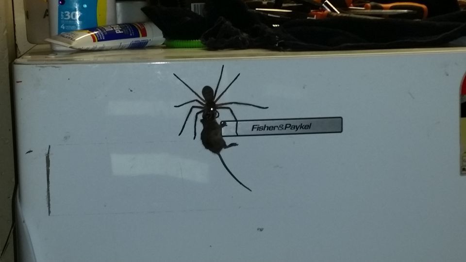 Video: araña gigante arrastrando a un ratón - araña-gigante