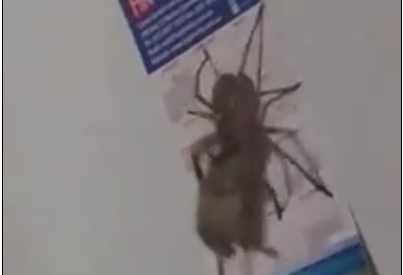 Video: araña gigante arrastrando a un ratón Video: araña gigante arrastrando a un ratón