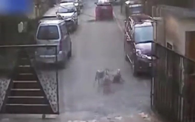 Video: atropella a perro por orinar en sus llantas