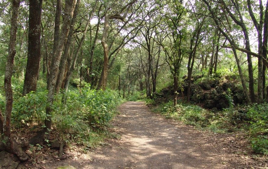 Atacan a corredora en el Bosque de Tlalpan - bosque-de-tlalpan