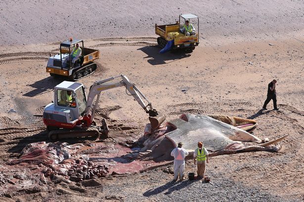 Utilizarán cadáver de ballena para hacer biocombustible - cadaver-ballena