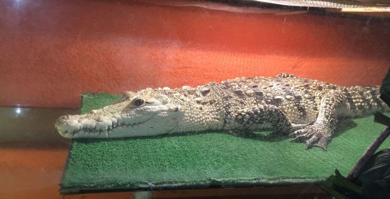 Rescatan a leona africana desnutrida en casa de Ecatepec - cocodrilo