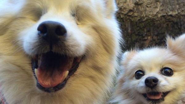 Video: perro ciego cuenta con su propio perro lazarillo