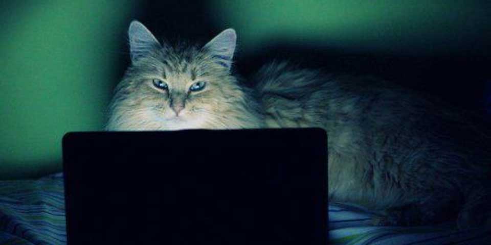 Facebook bloquea cuenta por enviar foto de gato