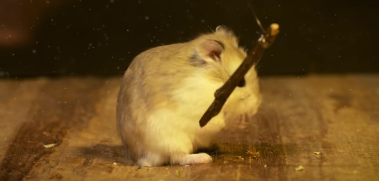 Video: hámster Potter