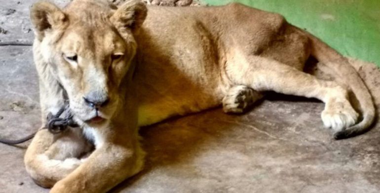 Rescatan a leona africana desnutrida en casa de Ecatepec