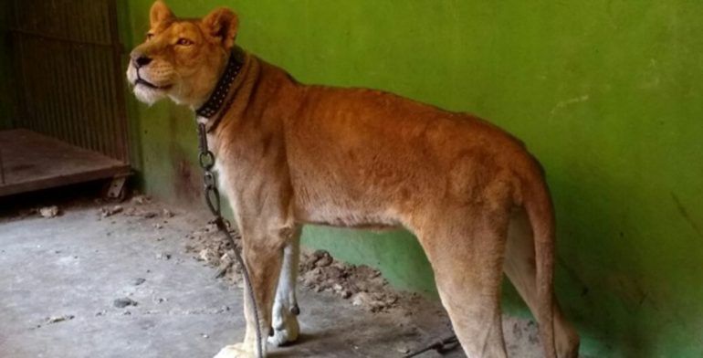 Rescatan a leona africana desnutrida en casa de Ecatepec - leona