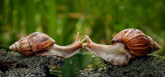 Científico busca pareja para su caracol zurdo