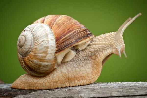 Científico busca pareja para su caracol zurdo - los-suenos-de-caracoles-600x400