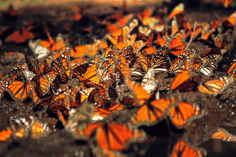 Mariposas monarca arribarán a México en noviembre
