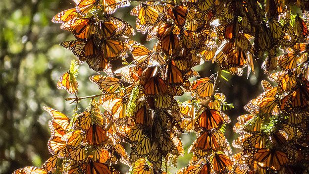 Mariposas monarca arribarán a México en noviembre - mariposas-monarca