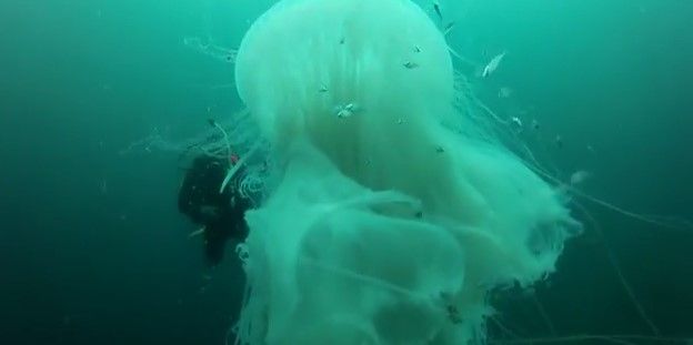 Video: buzos nadan con medusa gigante en Puerto Vallarta